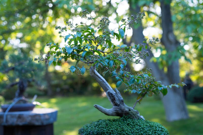 Japanese Bonsai in the Japanese Garden Stock Photo Image of plant