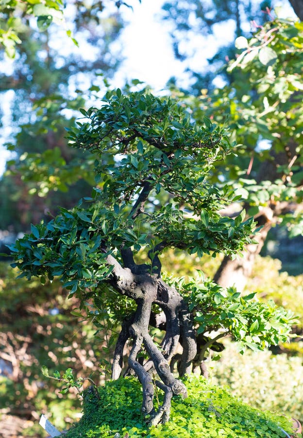 Japanese Bonsai in the Japanese Garden Stock Image Image of bonsai