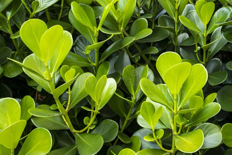 Japanese boxwood bush