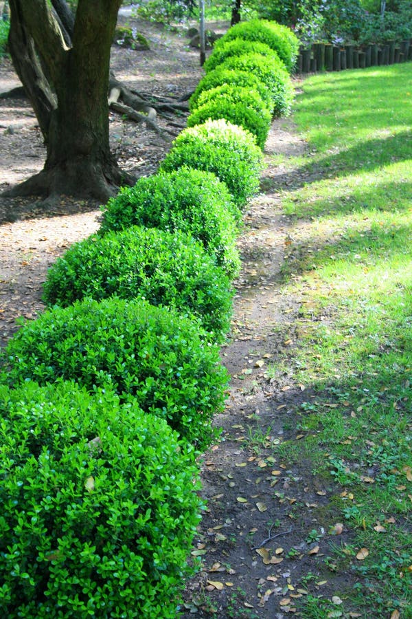 Japanese Boxwood Schrubs stock image. Image of park, japan 4993421