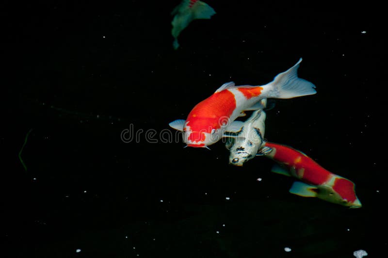 Japanese bright orange red carp fish in sacred pond. Two of Japanese bright orange red carp fish in sacred pond stock images Japanese bright orange red carp fish in sacred pond. Two of Japanese bright orange red carp fish in sacred pond stock images
