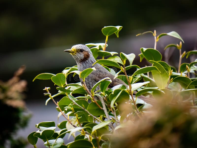 A Japanese brown-eared bulbul songbird in a sakura tree. These common birds are native to Japan and in some areas are considered royalty free stock photography A Japanese brown-eared bulbul songbird in a sakura tree. These common birds are native to Japan and in some areas are considered royalty free stock photography