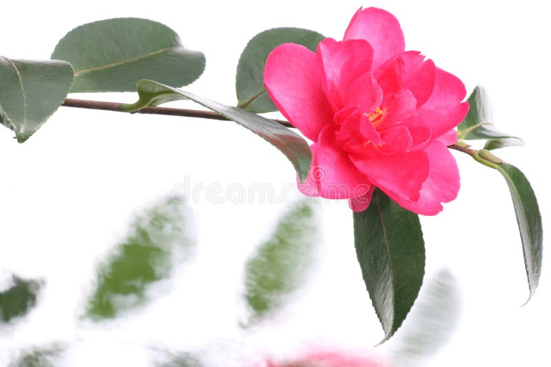 Japanese Camellia Flower Water Flow Background Stock Photos Free