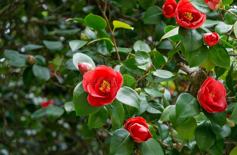 Japanese Camellia Camellia Japonica En Soleado Día De Primavera En  Arboretum Parque Culturas Del Sur En Sirius Adler. Rosa Roja Foto de  archivo - Imagen de adler, meridional: 214984022