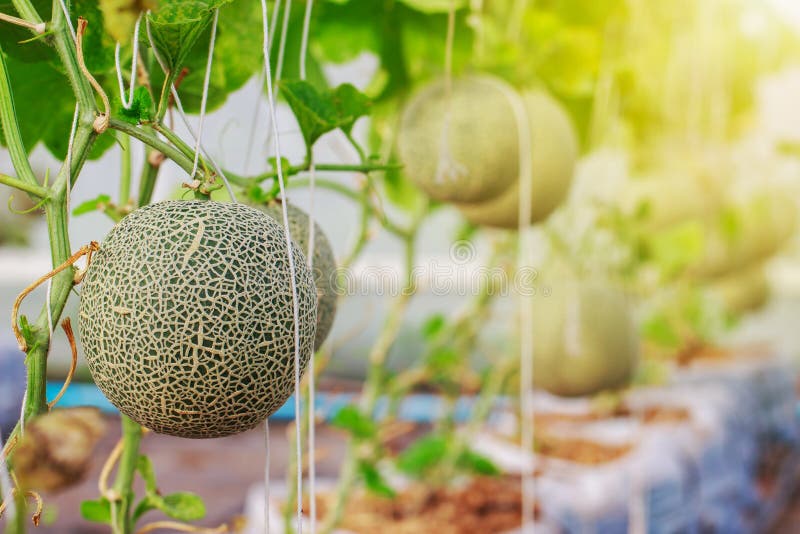 Close Up of Organic Japanese Cantaloupe Melon Farm Stock Image Image of breakfast, environment