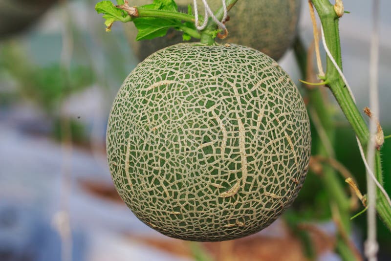 Close Up of Organic Japanese Cantaloupe Melon Farm Stock Image Image
