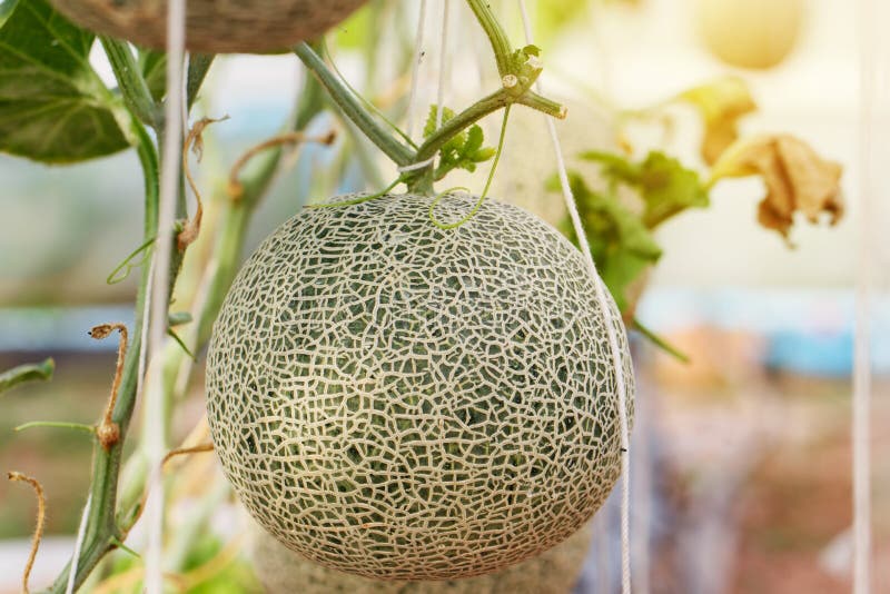 Close Up of Organic Japanese Cantaloupe Melon Farm Stock Image Image