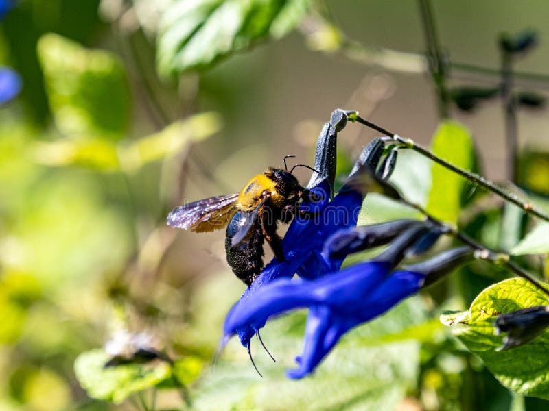 Japanese Carpenter Bee Feeds from Flowering Trees 7 Stock Photo Image