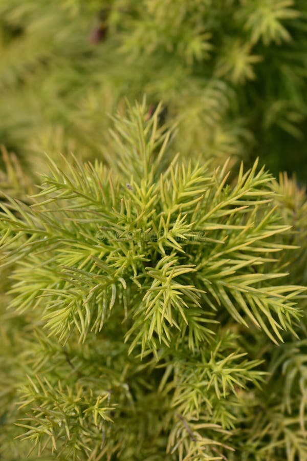 Japanese cedar Monstrosa branches - Latin name - Cryptomeria japonica Monstrosa