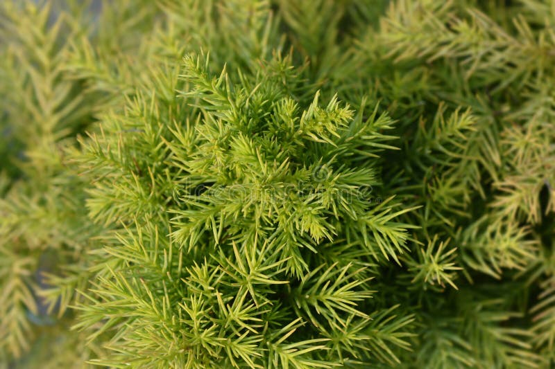 Japanese cedar Monstrosa branches - Latin name - Cryptomeria japonica Monstrosa