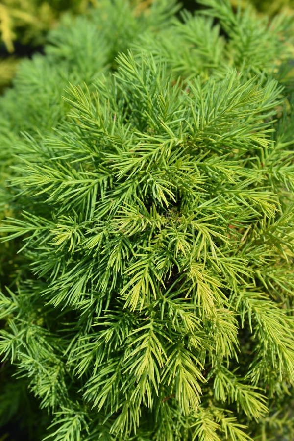 Dwarf Japanese cedar Monstrosa branches - Latin name - Cryptomeria japonica Monstrosa Nana. Dwarf Japanese cedar Monstrosa branches - Latin name - Cryptomeria japonica Monstrosa Nana