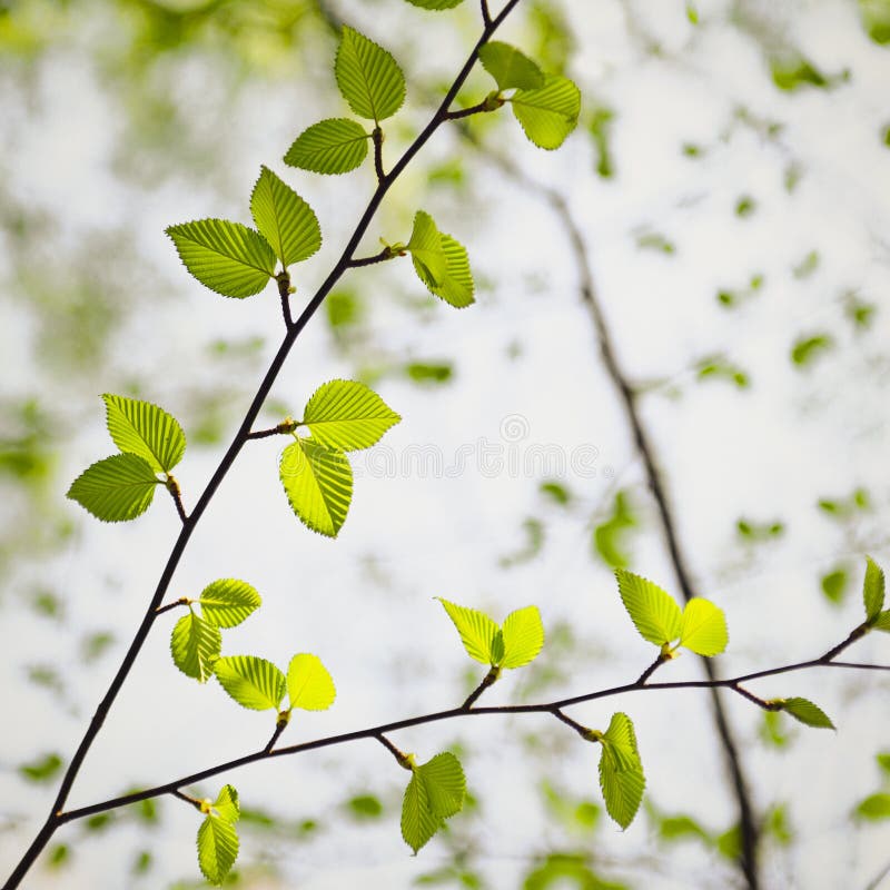 Japanese Cherry Birch Royalty Free Stock Photo Image 36080295