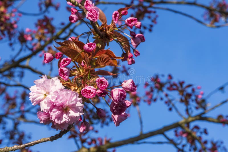 Close up of Japanese cherry blossoms and buds in Frauenstein Germany in the Rheingau