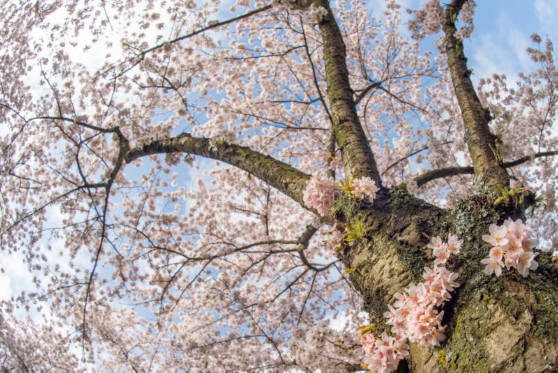 Japanese Cherry Blossom Garden in the Amsterdam Forest Stock Image