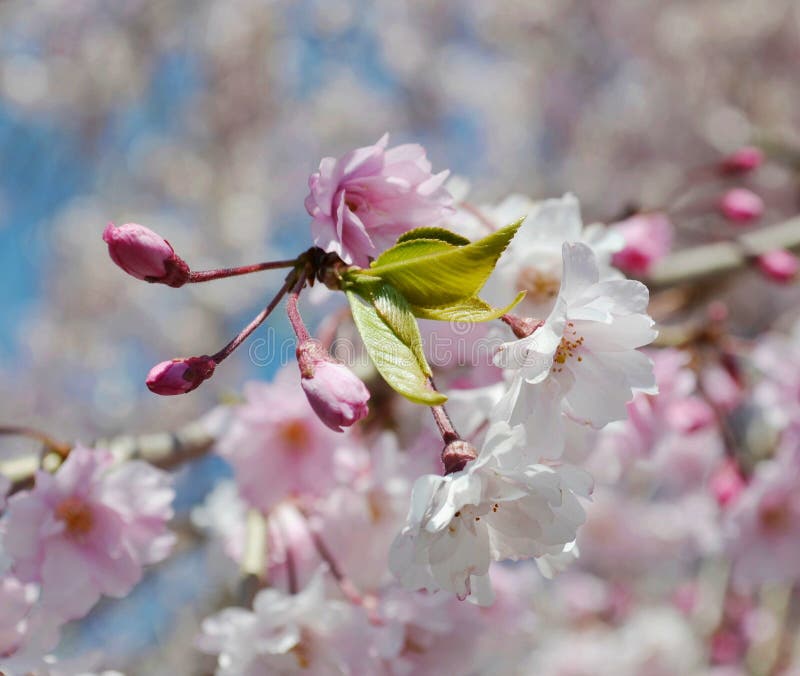 Japanese cherry blossom stock image. Image of blooms 113182429