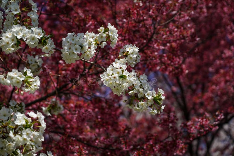 Japanese cherry blossom stock photo. Image of famous 216202762