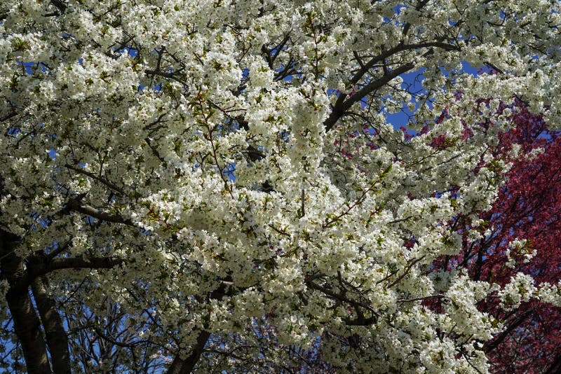 Japanese cherry blossom stock image. Image of outdoor 216202791