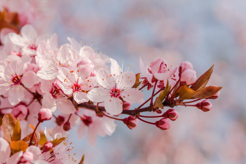 Japanese Cherry Blossom in Nice Sunny Weather Stock Photo Image of
