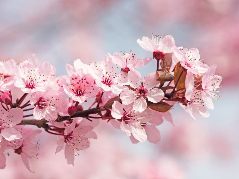 126,876 Japanese Cherry Blossom Stock Photos - Free & Royalty-Free