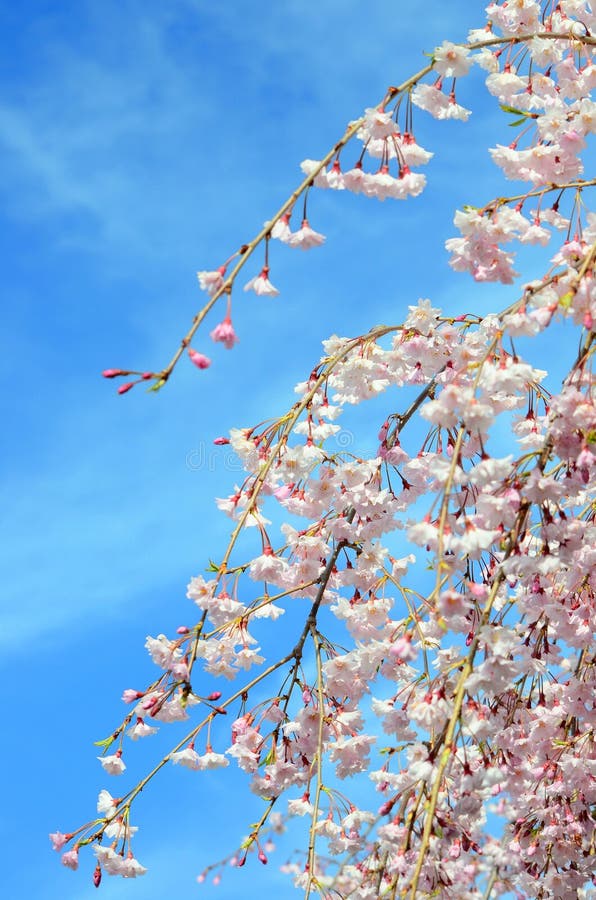 Japanese cherry blossom stock image. Image of park, sakura 113182793