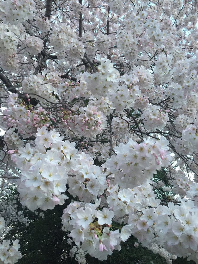 Japanese Cherry Blossom in Washington DC Stock Photo Image of