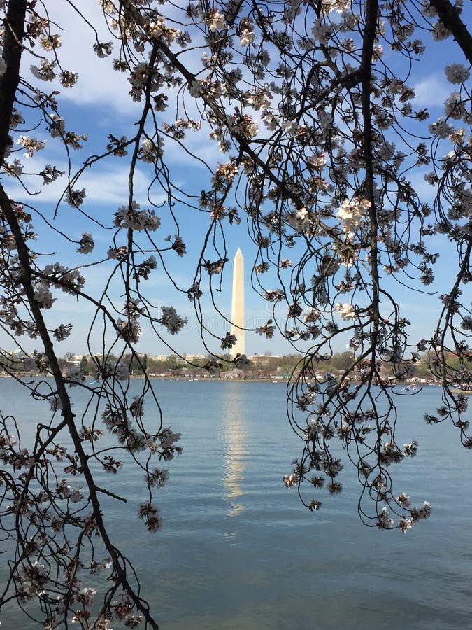 Japanese Cherry Blossom in Washington DC Stock Photo Image of tree, event 84189340