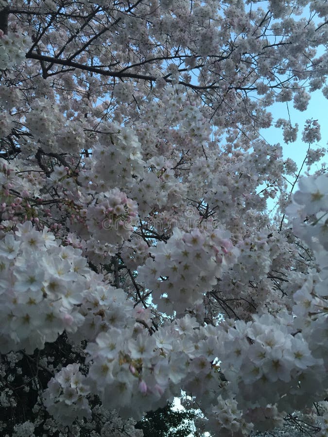 Japanese Cherry Blossom in Washington DC. Stock Image Image of branch, nature 84324517