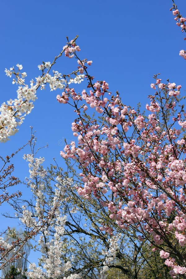 Japanese Cherry Blossoms. Blooming Sakura Tree Stock Photo Image of