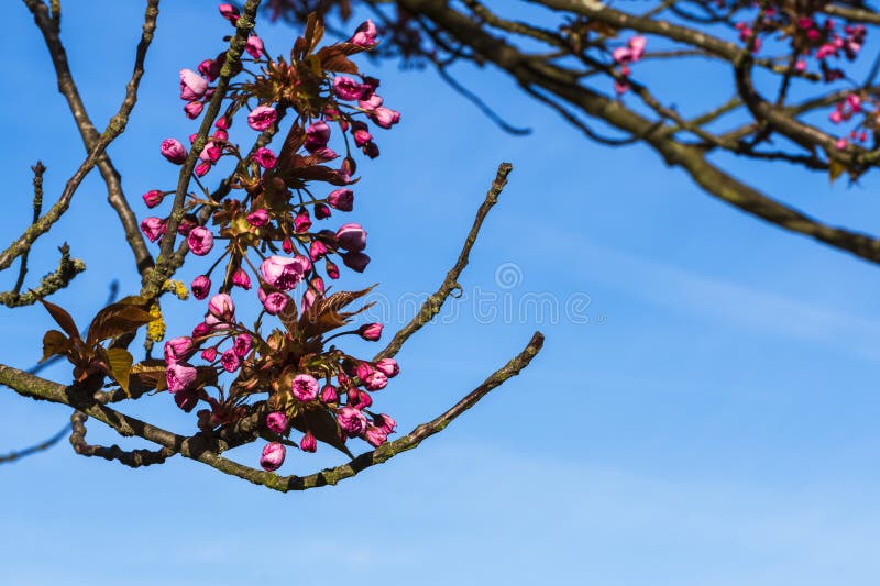 Close up of Japanese cherry blossoms and buds in Frauenstein Germany in the Rheingau