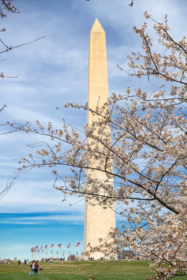 Japanese Cherry Blossoms in Washington DC. Washington Monument Surrounded by Cherry Blossoms