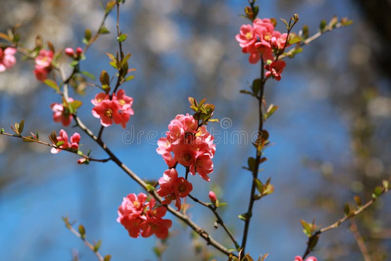 Blossom Cherry Branch, Beautiful Spring Flowers for Background Stock ...