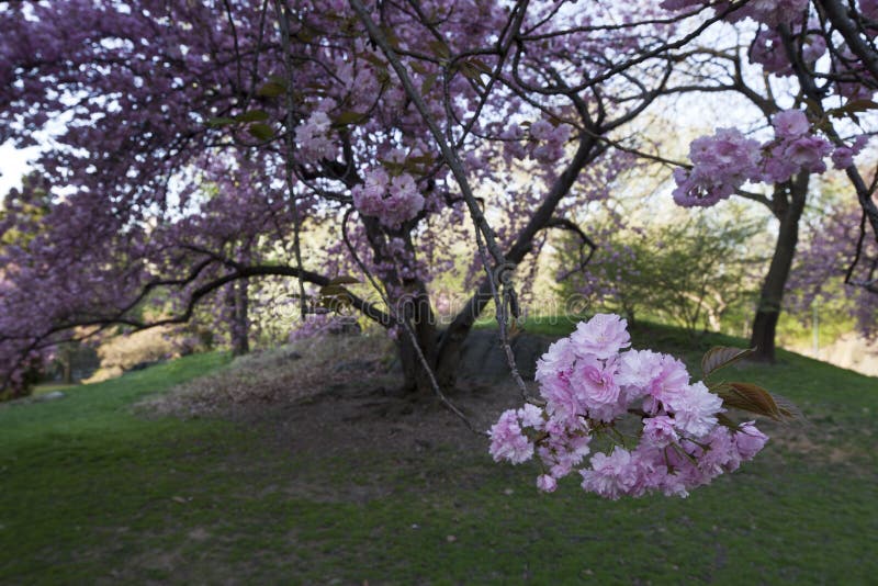 Japanese cherry tree stock photo. Image of outdoors, city - 13934868