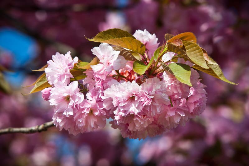 299,190 Cherry Blossom Tree Stock Photos Free & RoyaltyFree Stock