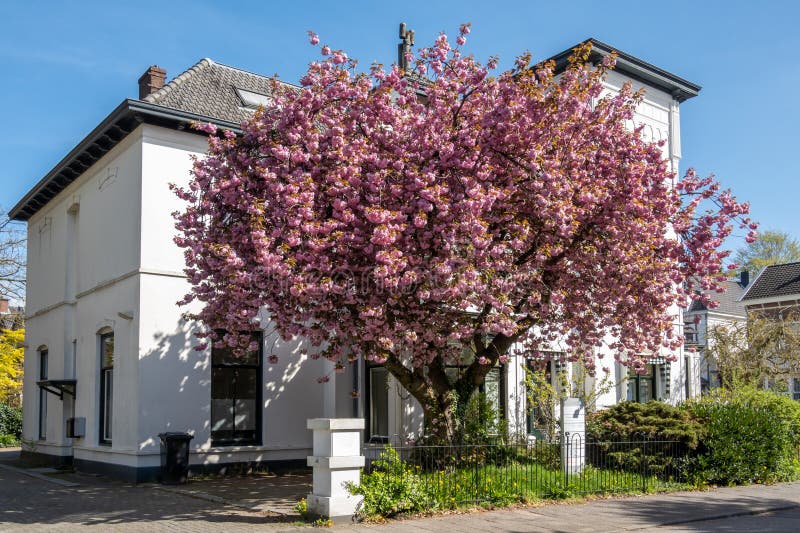 Japanese cherry tree, Prunus serrulata \ Kanzan\ , blooming in front garden of house, Hilversum, Netherlands