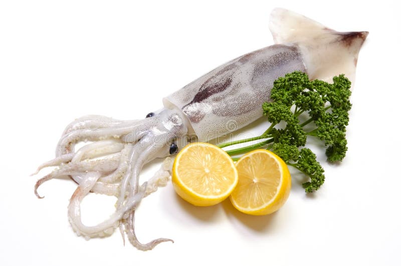 Japanese common squid stock image