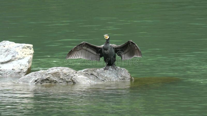 Japanese cormorant dries its wings at the katsura river in kyoto