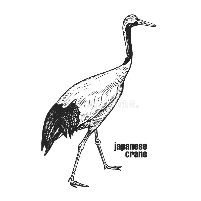 Sketch Of Crane Hand Drawn Illustration Converted To Vector Stock  Illustration - Download Image Now - iStock