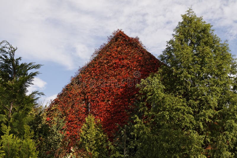 Japanese creeper, Woodbine, Boston Ivy, Ivy in Bad Iburg, Lower Saxony, Germany, Europe. Japanese creeper, Woodbine, Boston Ivy, Ivy in Bad Iburg, Lower Saxony, Germany, Europe