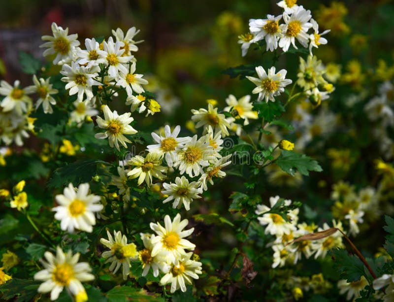 Purple Daisy In Bloom In Japan 2 Stock Photo Image of asteraceae