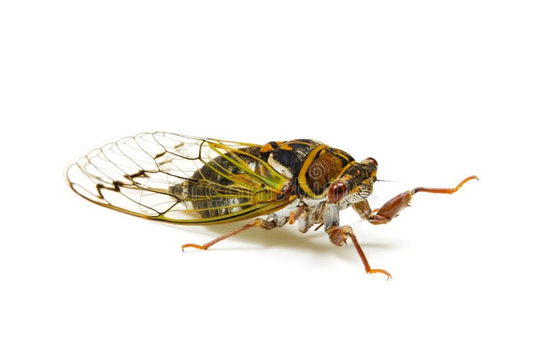 Japanese dog day cicada stock images