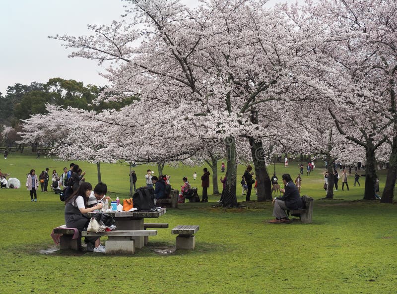 Japanese enjoying Cherry blossoms festival in park stock photo Japanese enjoying Cherry blossoms festival in park stock photo
