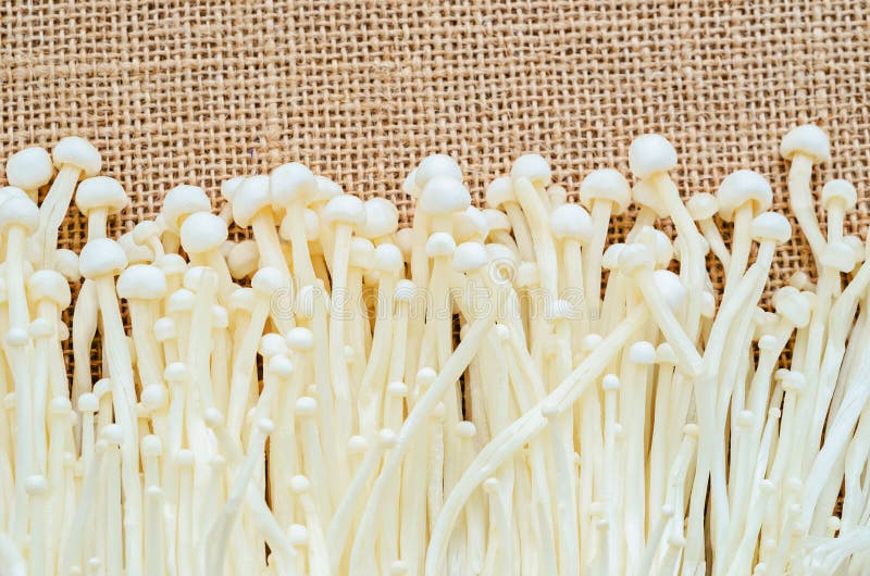 Enoki Edible Japanese Mushrooms Stock Image Image of food, mushrooms