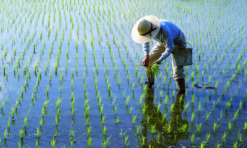 Japanese Farmer Tending The Rice Paddy