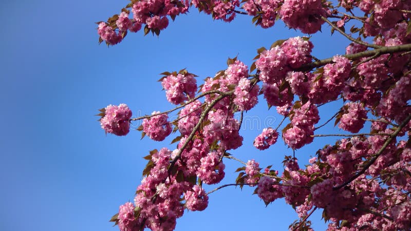 Japanese Flowering Cherry Tree Branches Of Sakura Japanese Cherry japanese-flowering-cherry-tree-branches-of-sakura-japanese-cherry