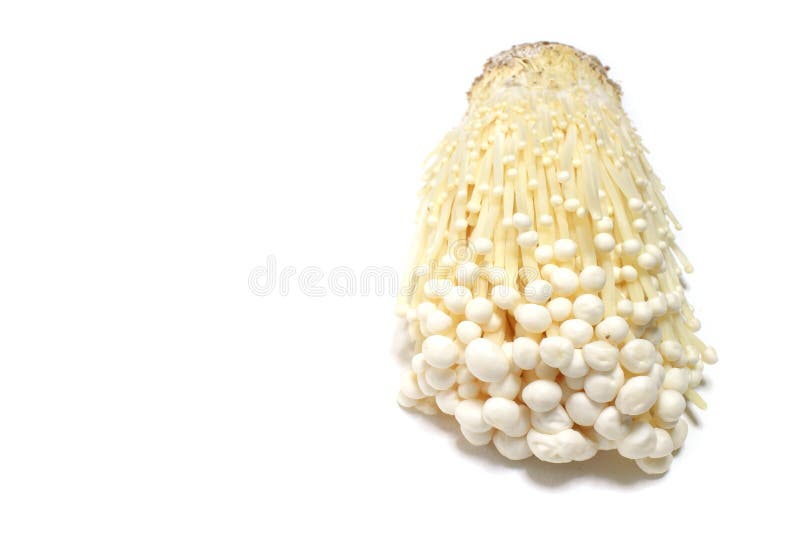Japanese Fresh Enoki Mushroom In White Stock Image Image of fungus, cutting 68952791