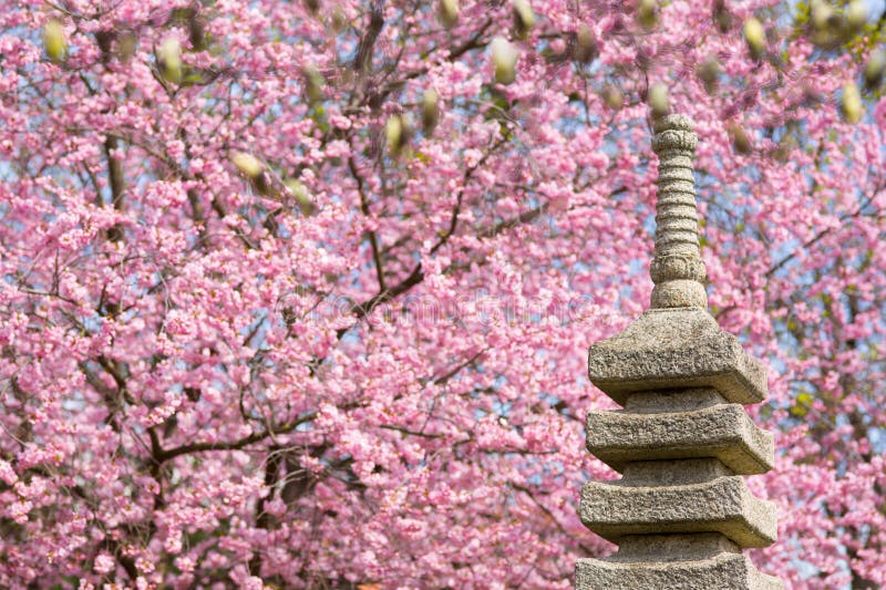 Japanese Garden with blooming cherry tree