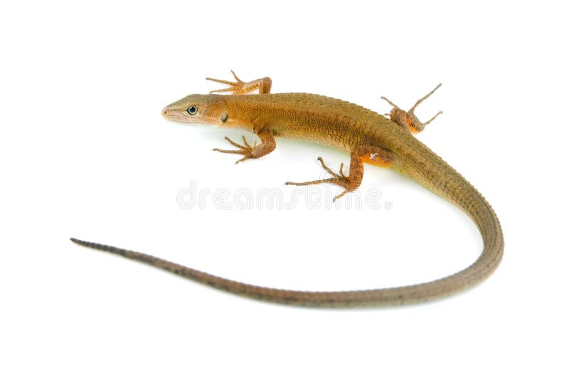 Japanese grass lizard royalty free stock image