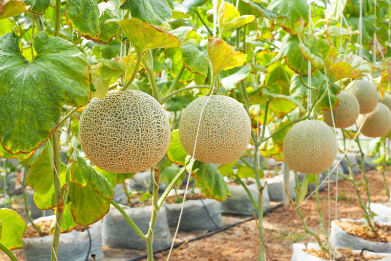 ✅ Why do melon leaves turn yellow in the open field and how to treat it