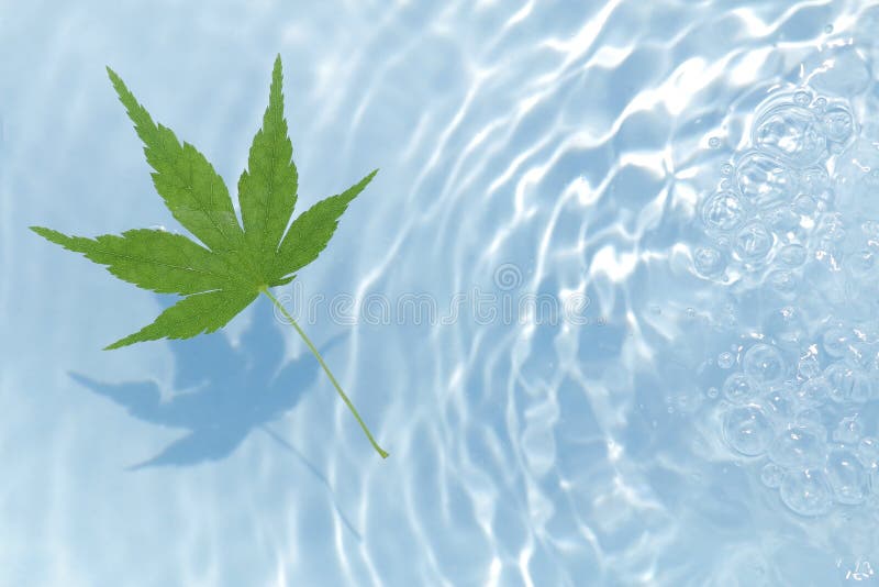 Japanese green maple on water ripple