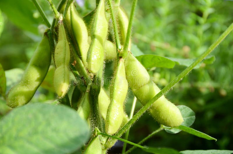 Japanese Green Pea Called Edamame Stock Photo Image of japanese